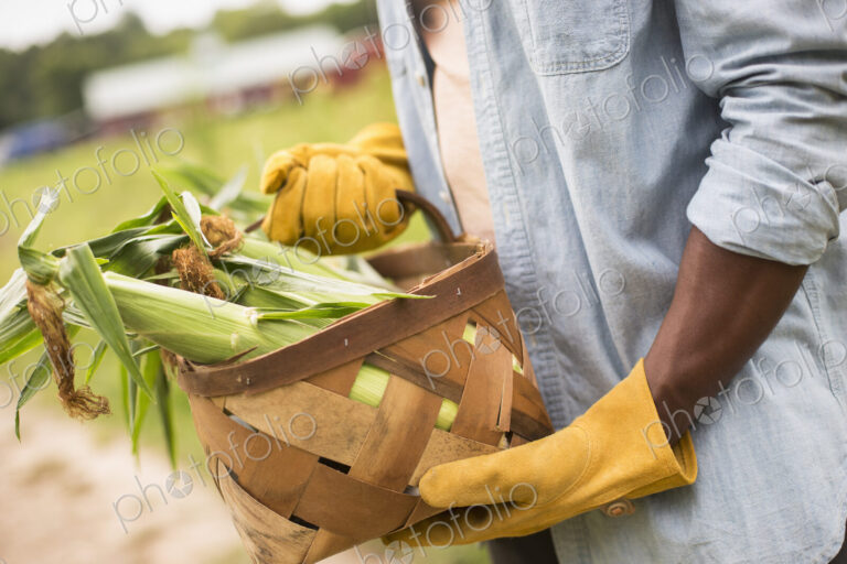 Working on an organic farm. A man holding a basket full of corn on the cob, vegetables…