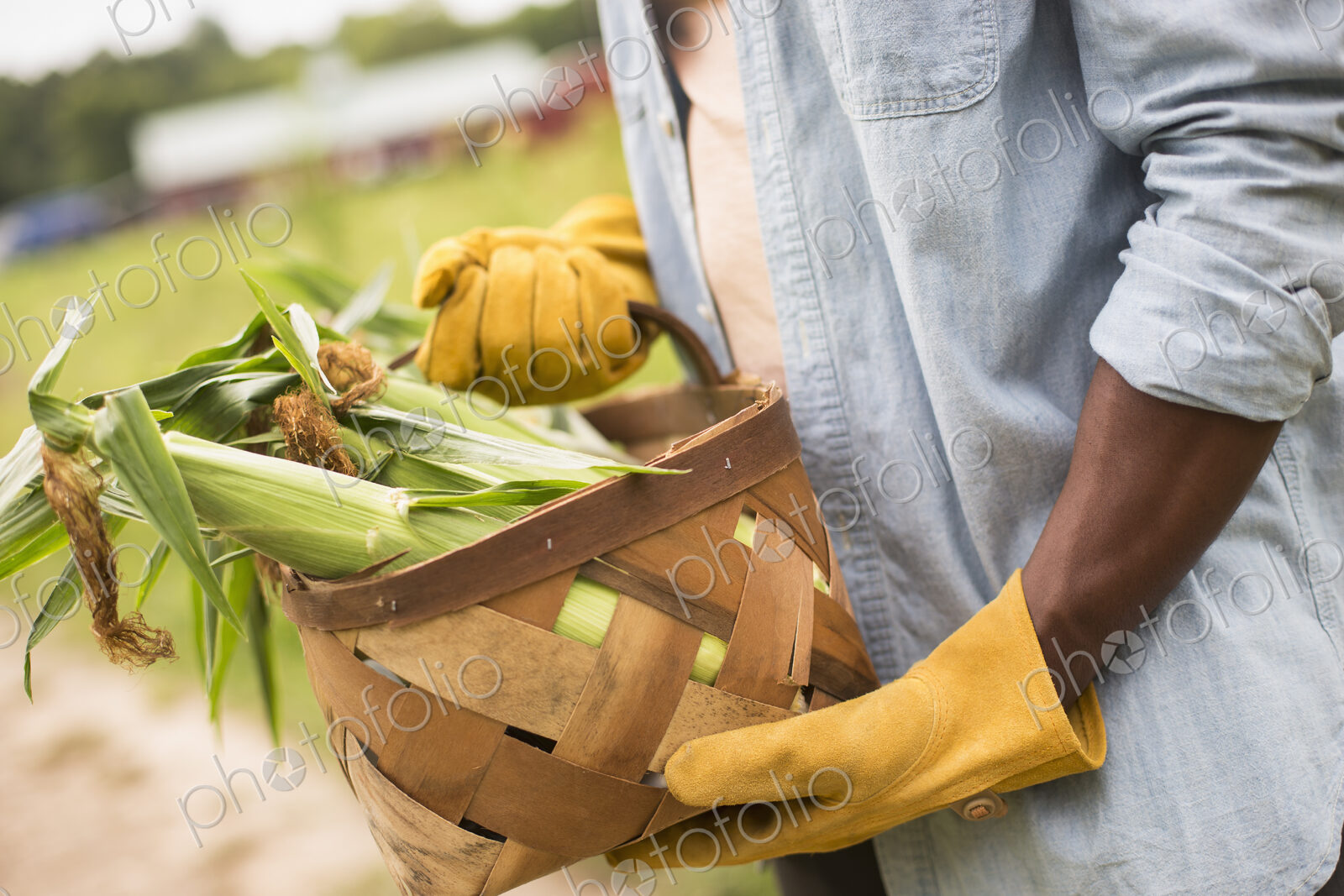 Working on an organic farm. A man holding a basket full of corn on the cob, vegetables…