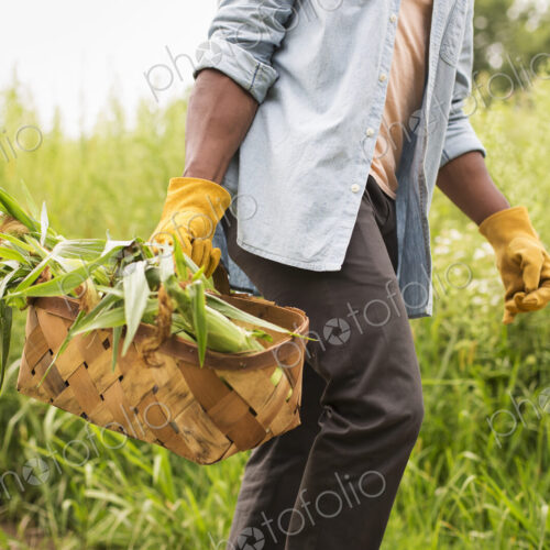 Working on an organic farm. A man holding a basket of fresh corn on the cob, produce… Working on an organic farm. A man holding a basket of fresh corn on the cob, produce…