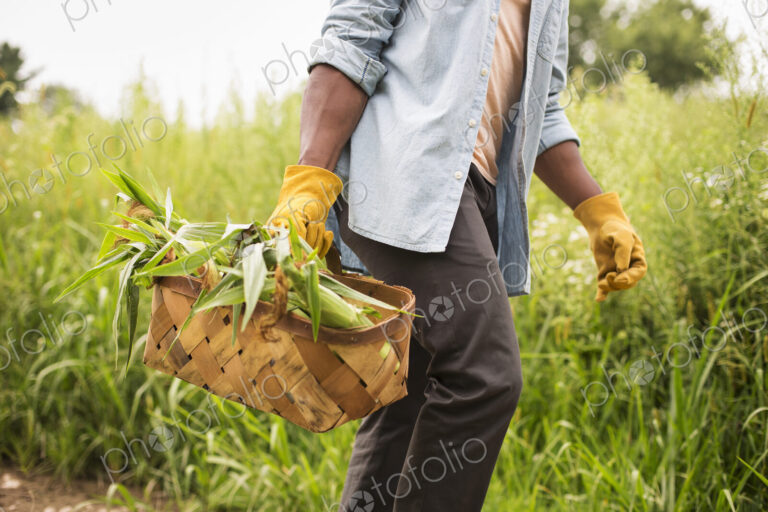 Working on an organic farm. A man holding a basket of fresh corn on the cob, produce…