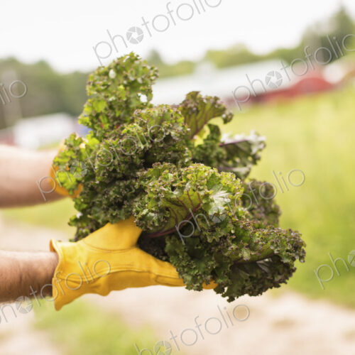 Working on an organic farm. A man holding a handful of fresh green vegetables, produce… Working on an organic farm. A man holding a handful of fresh green vegetables, produce…