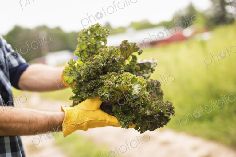 Working on an organic farm. A man holding a handful of fresh green vegetables, produce…