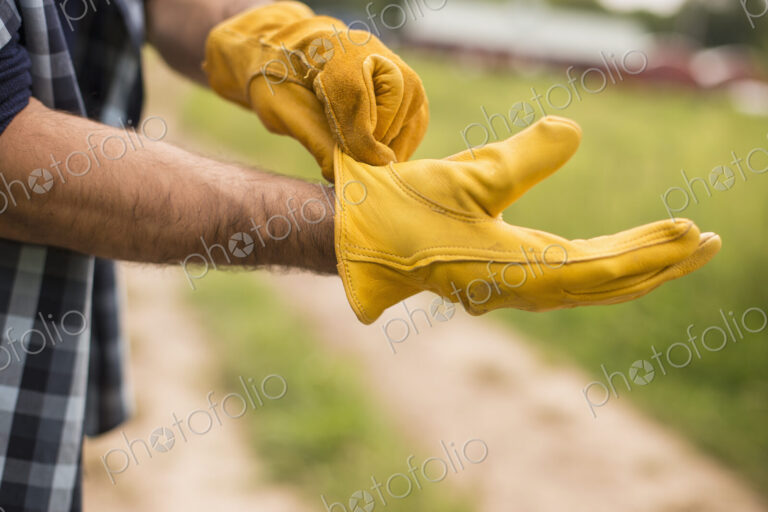 Working on an organic farm. A man putting thick yellow leather work gloves on.