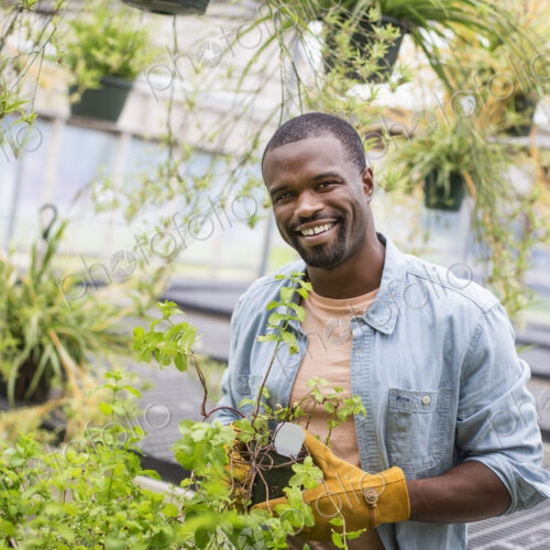 Working on an organic farm. A man tending young plants in a glass house. Working on an organic farm. A man tending young plants in a glass house.