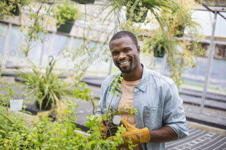 Working on an organic farm. A man tending young plants in a glass house.