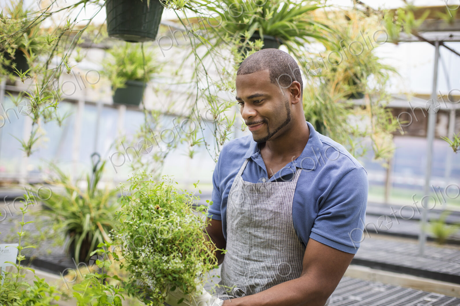 Working on an organic farm. A man tending young plants in a glass house.