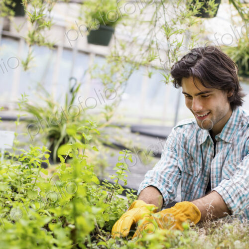 Working on an organic farm. A man tending young plants in a glass house. Working on an organic farm. A man tending young plants in a glass house.