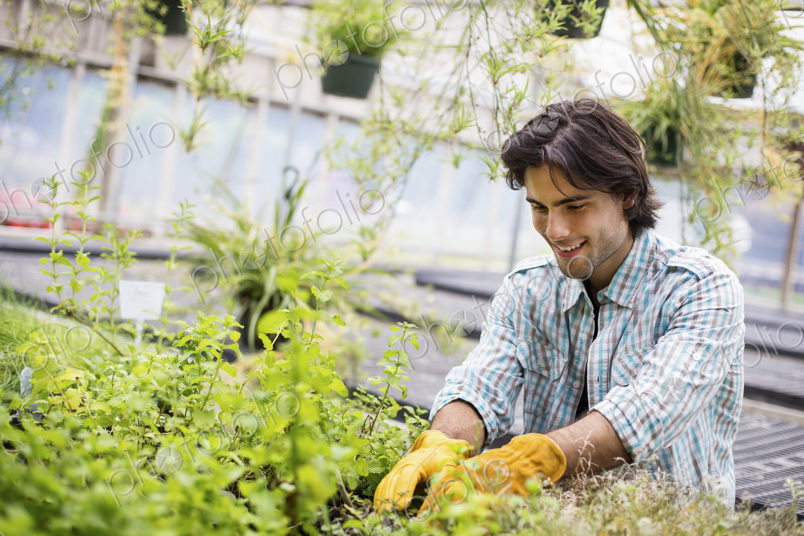 Working on an organic farm. A man tending young plants in a glass house.
