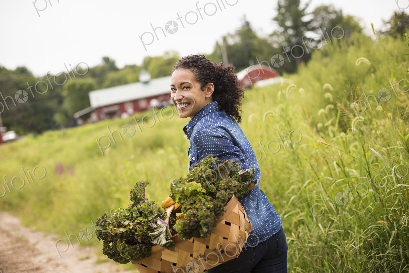 Working on an organic farm. A woman carrying a basket overflowing with fresh green…
