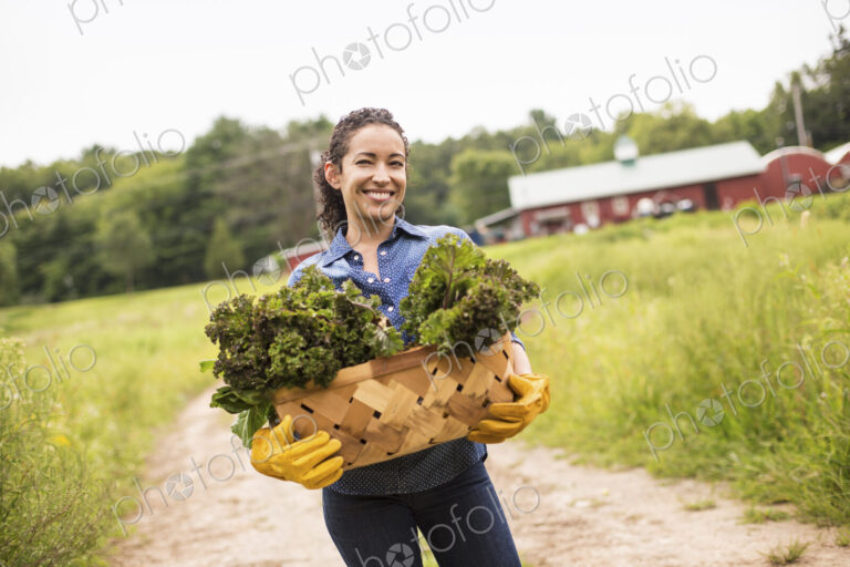 Working on an organic farm. A woman holding a basket full of fresh green vegetables,…