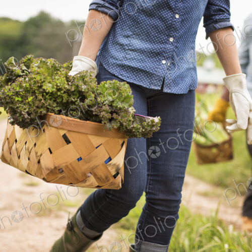 Working on an organic farm. A woman holding a handful of fresh green vegetables,… Working on an organic farm. A woman holding a handful of fresh green vegetables,…