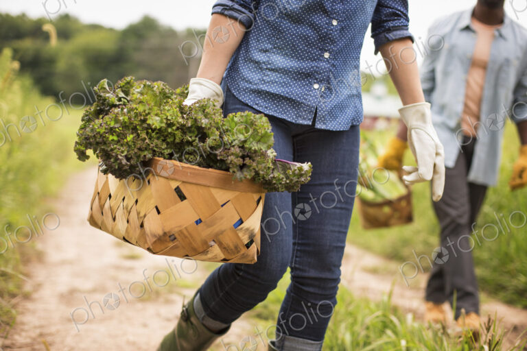 Working on an organic farm. A woman holding a handful of fresh green vegetables,…