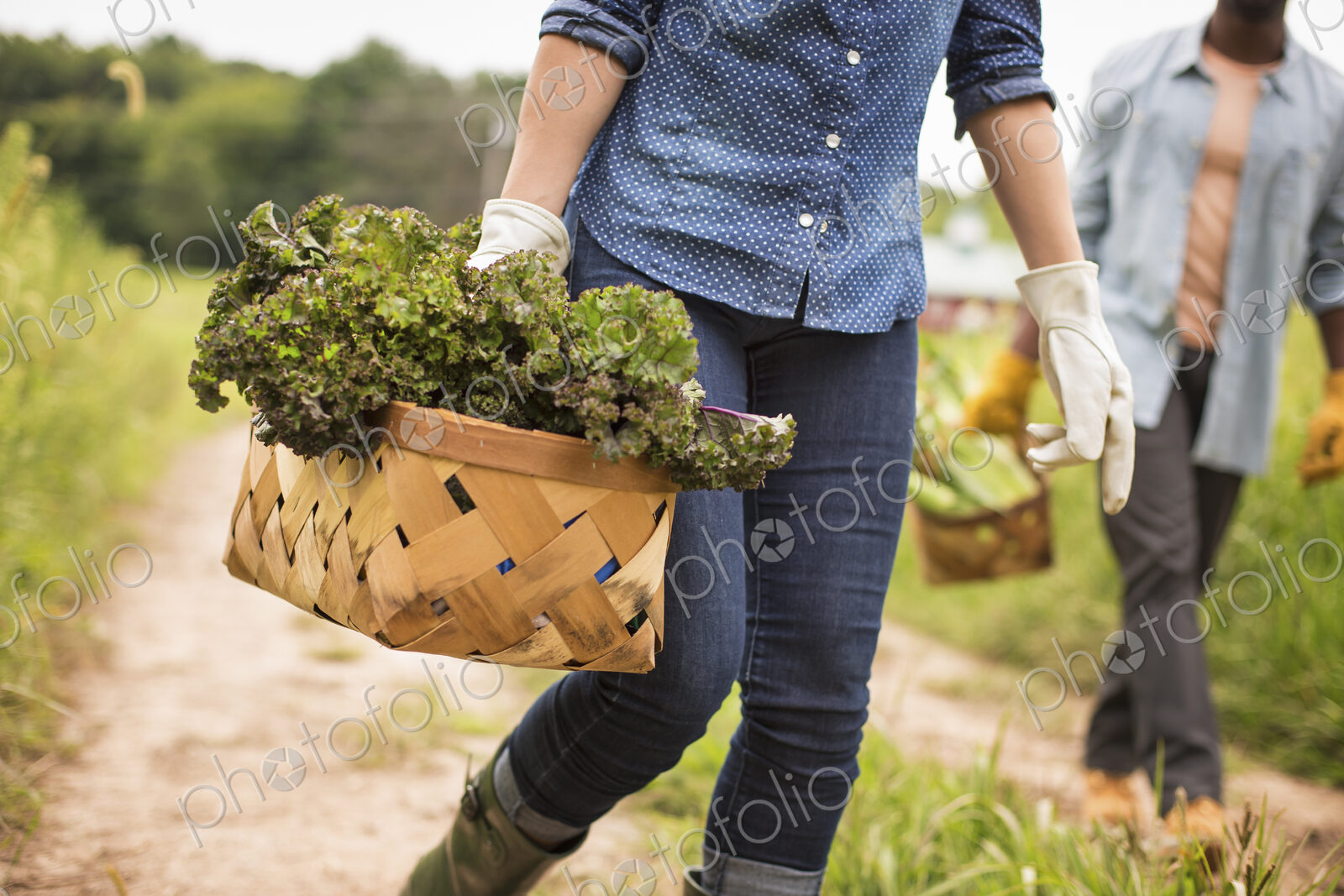 Working on an organic farm. A woman holding a handful of fresh green vegetables,…