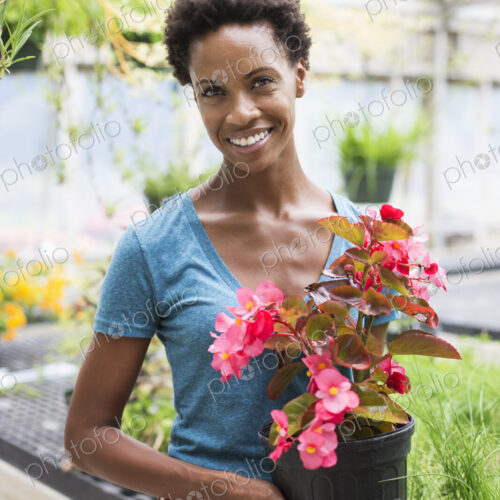 Working on an organic farm. A woman holding a large flowering plant, a begonia with…