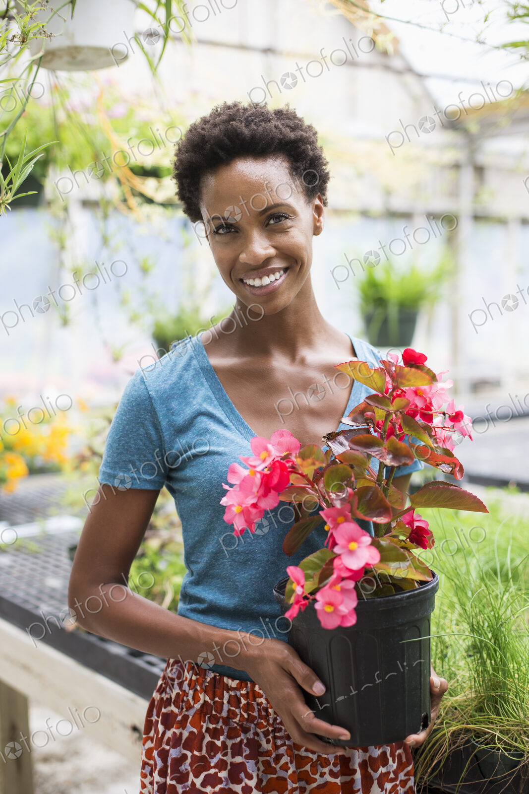 Working on an organic farm. A woman holding a large flowering plant, a begonia with…