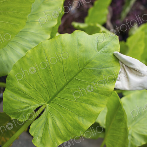 Working on an organic farm. A woman wearing gloves examining the leaves of a tropical…