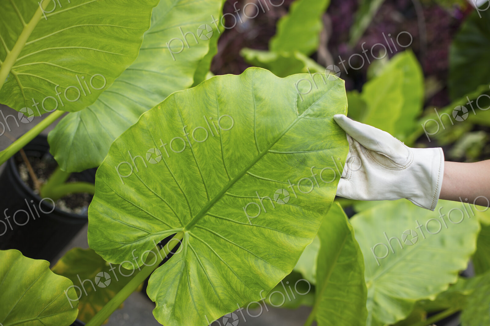 Working on an organic farm. A woman wearing gloves examining the leaves of a tropical…