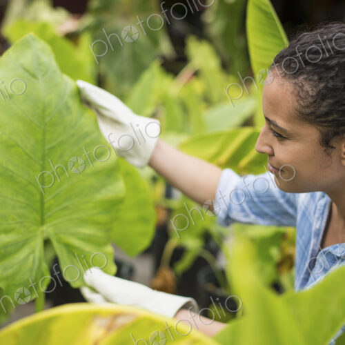 Working on an organic farm. A woman wearing gloves examining the leaves of a tropical…
