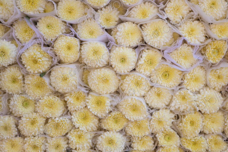 Wrapped white flowers, Mexico