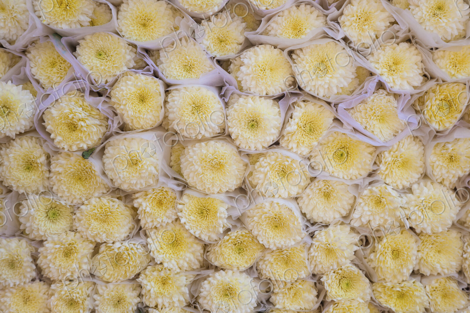 Wrapped white flowers, Mexico