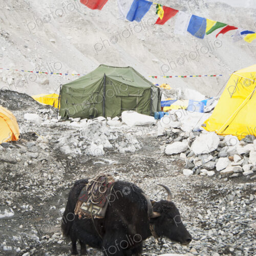 Yak eating from bowl at base camp, Everest, Khumbu region, Nepal