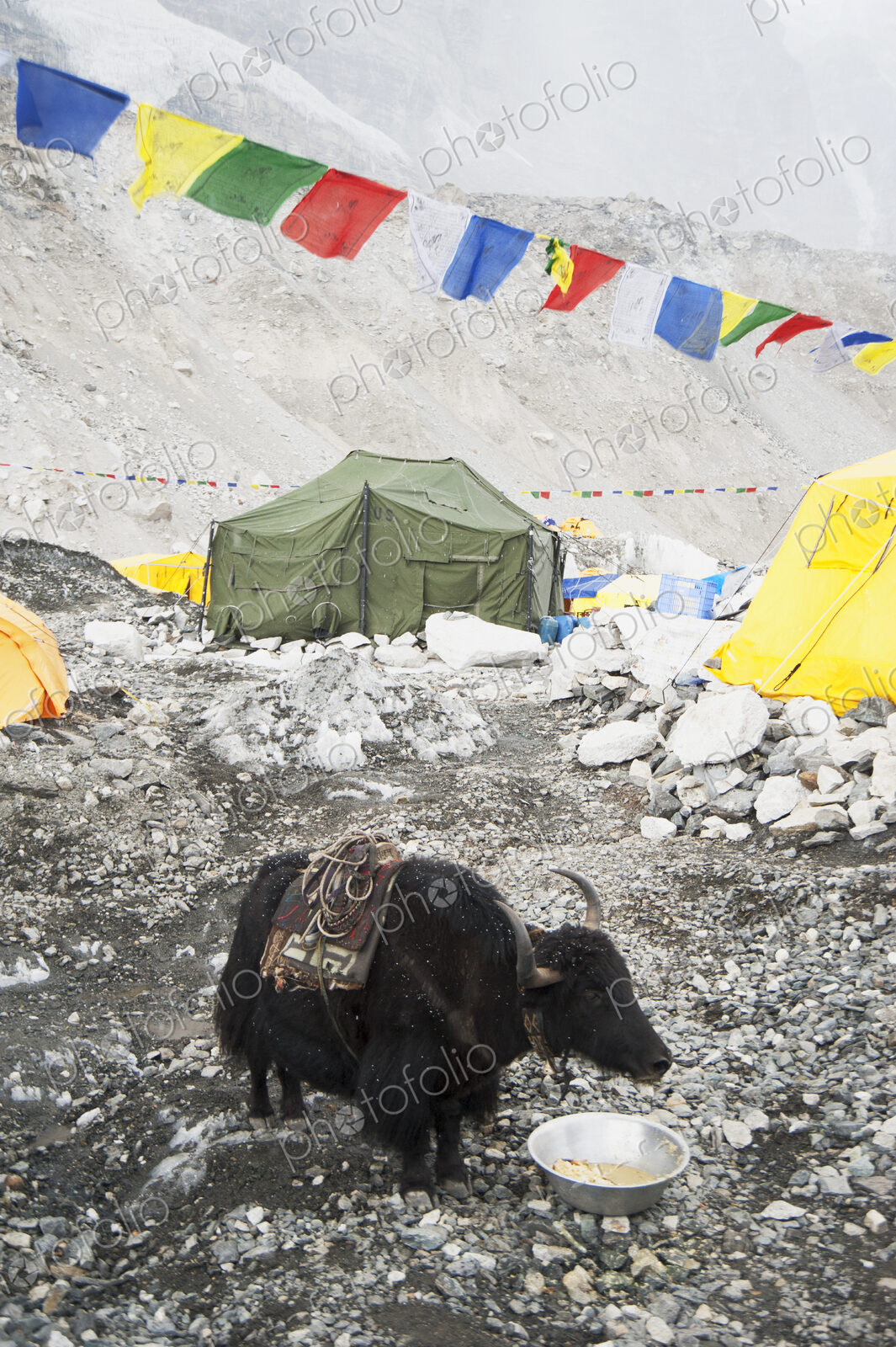 Yak eating from bowl at base camp, Everest, Khumbu region, Nepal
