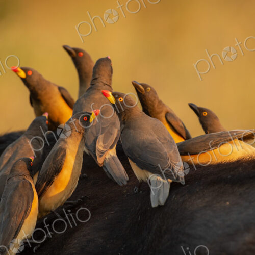 Yellow Billed Oxpeckers, Buphagus africanus, on a buffalo.
