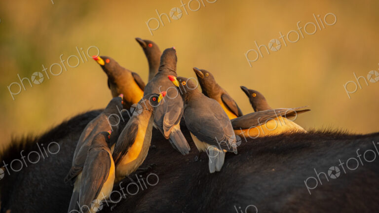 Yellow Billed Oxpeckers, Buphagus africanus, on a buffalo.