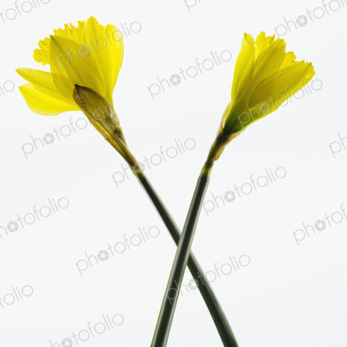 Yellow Daffodil flowers on a white background. Yellow Daffodil flowers on a white background.