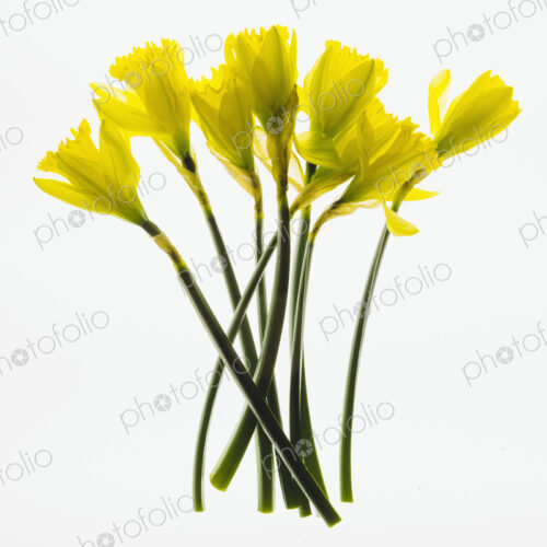 Yellow Daffodil flowers on a white background.