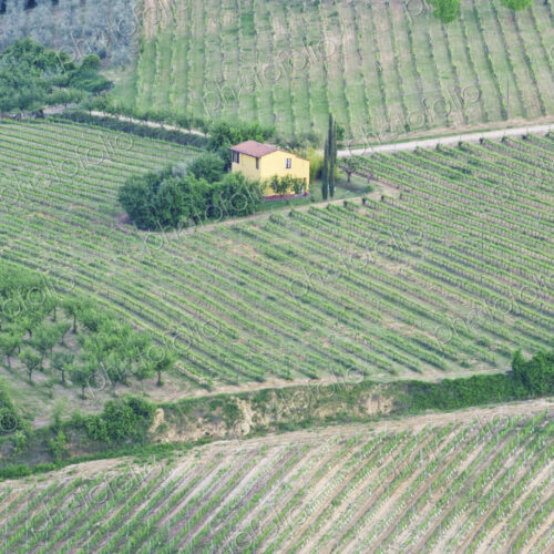 Yellow House in a Vineyard Yellow House in a Vineyard