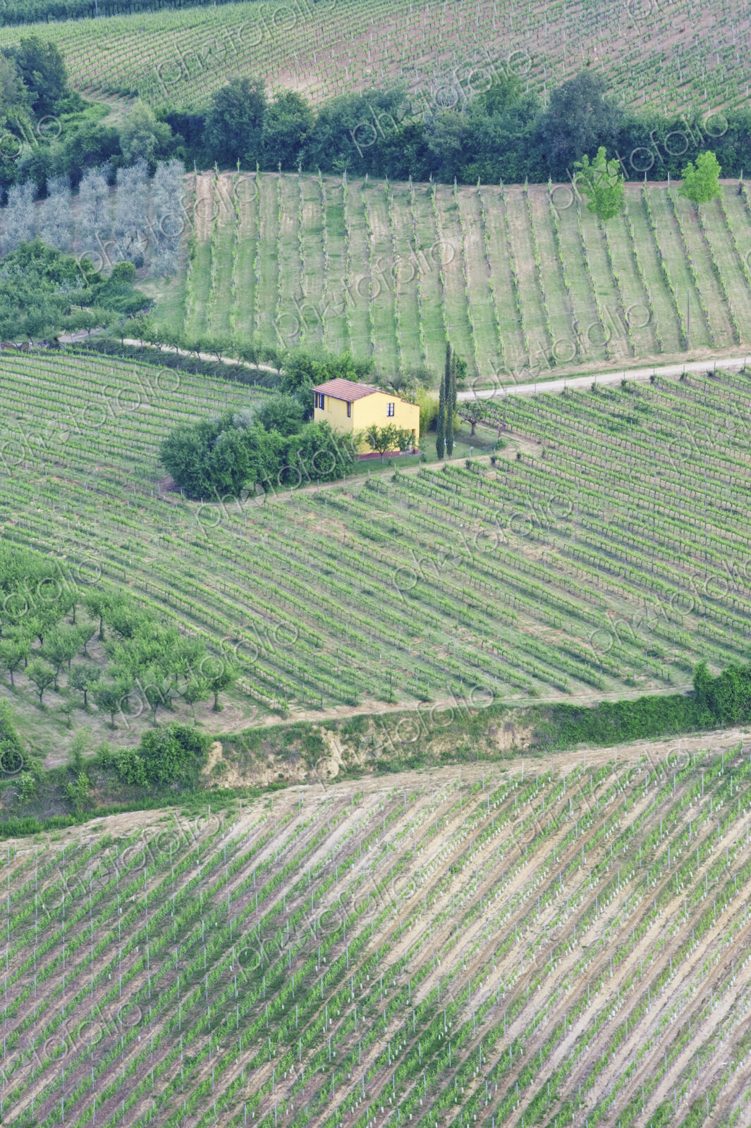 Yellow House in a Vineyard