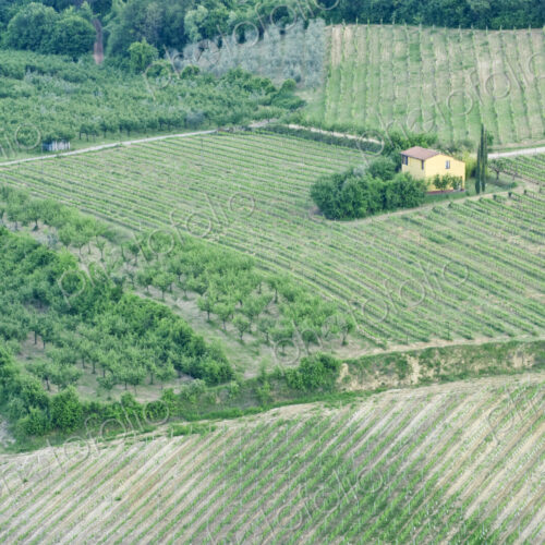 Yellow House in a Vineyard Yellow House in a Vineyard