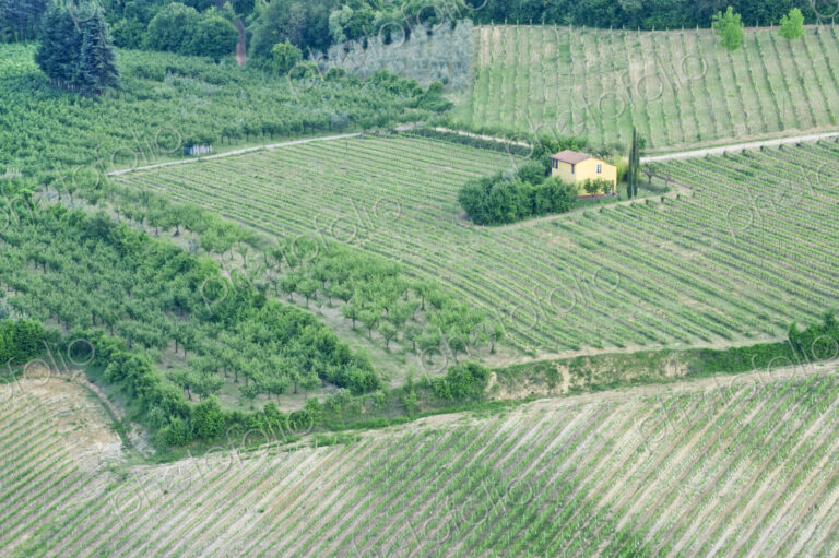 Yellow House in a Vineyard