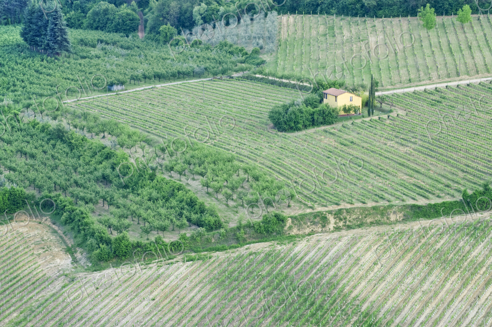 Yellow House in a Vineyard