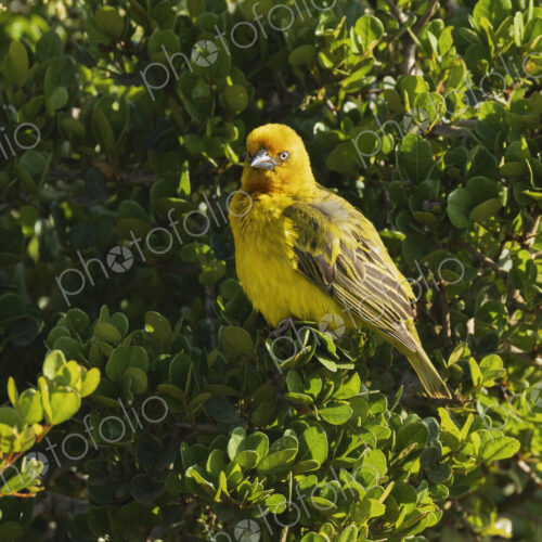 Yellow Weaver, eastern golden weaver, Ploceus subaureus, perched in a leafy bush. in…