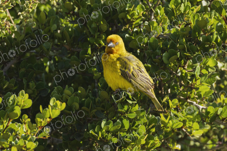 Yellow Weaver, eastern golden weaver, Ploceus subaureus, perched in a leafy bush. in…
