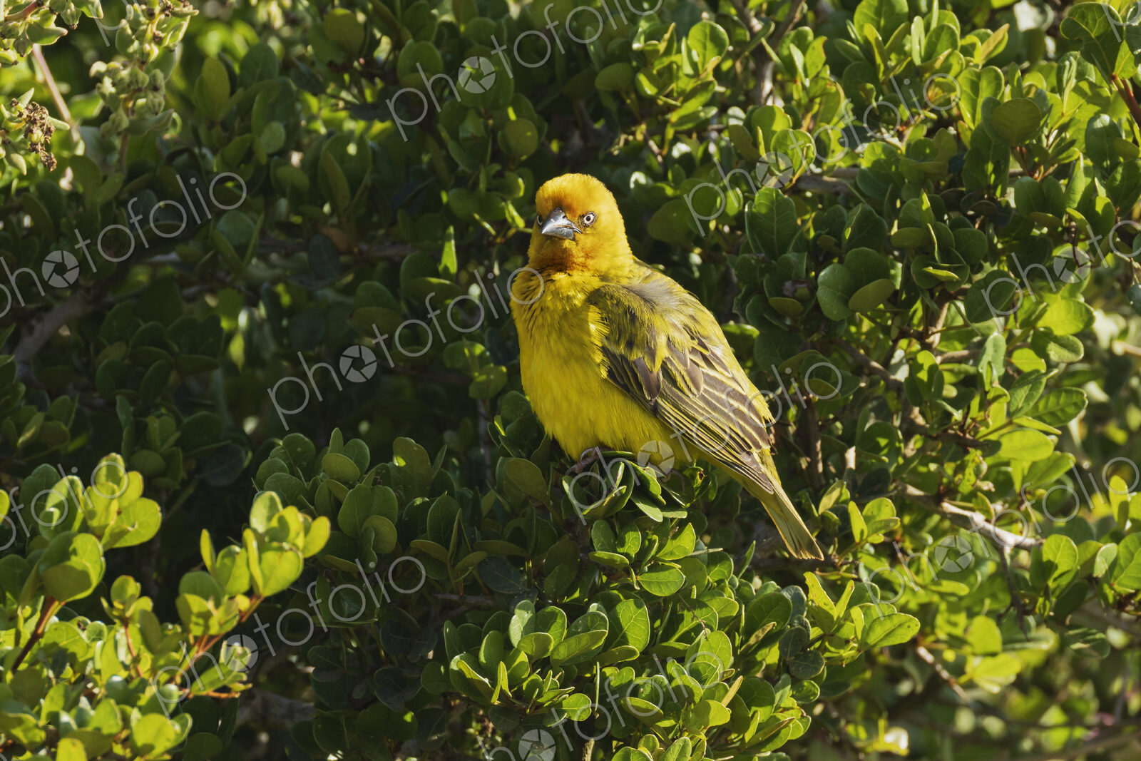 Yellow Weaver, eastern golden weaver, Ploceus subaureus, perched in a leafy bush. in…