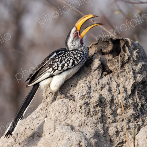 Yellow-billed Hornbill, Tockus flavirostris, feeding on an insect. Yellow-billed Hornbill, Tockus flavirostris, feeding on an insect.