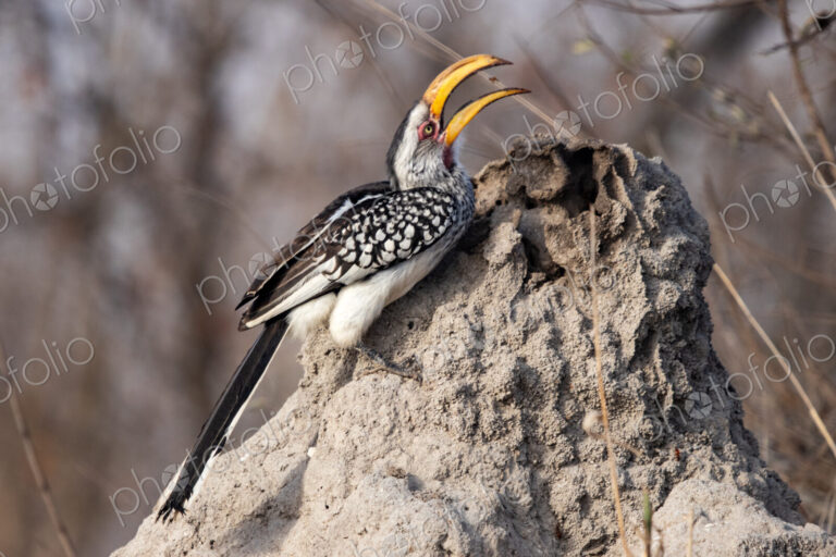 Yellow-billed Hornbill, Tockus flavirostris, feeding on an insect.