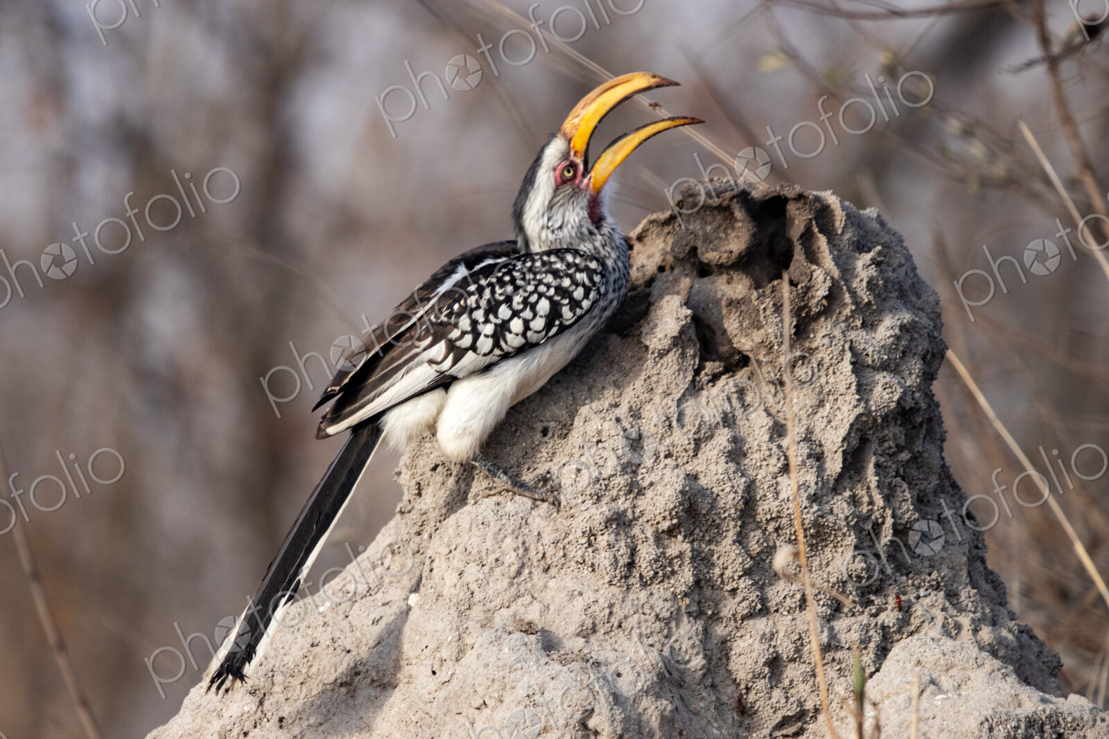 Yellow-billed Hornbill, Tockus flavirostris, feeding on an insect.