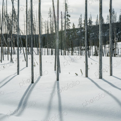 Yellowstone National Park, Dead Trees and Shadows on the snow.