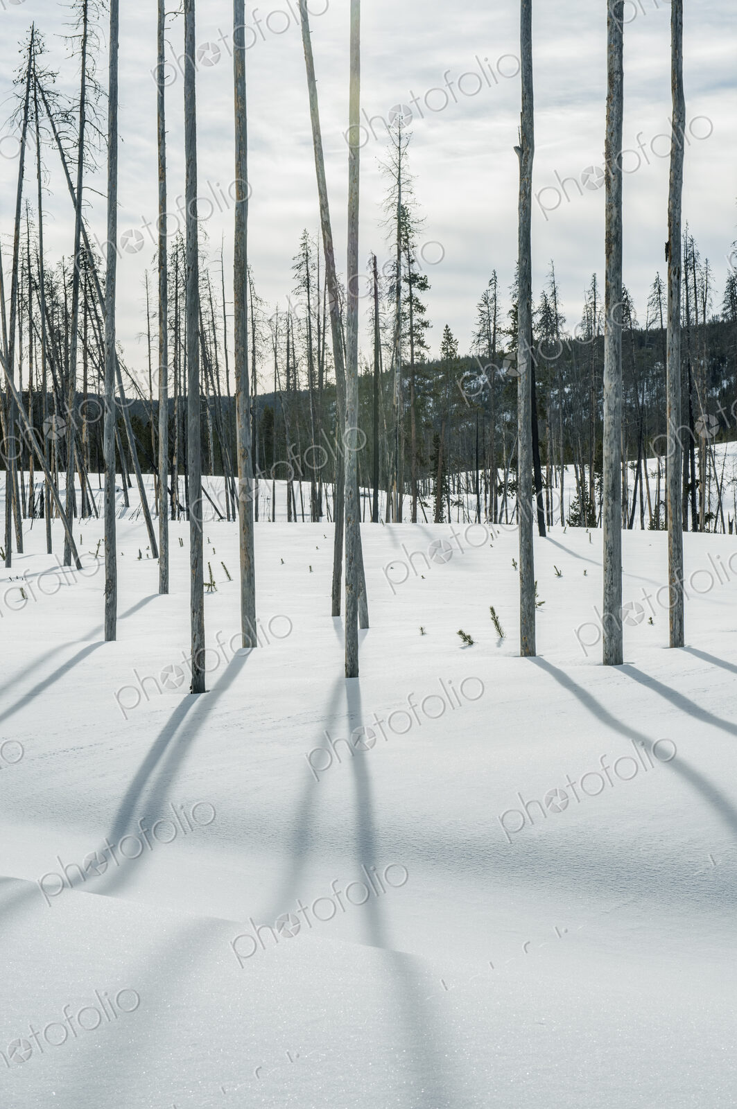 Yellowstone National Park, Dead Trees and Shadows on the snow.