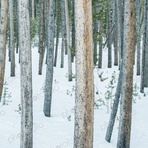 Yellowstone National Park, Lodgepole Pine Forest in the Winter, in snow. Yellowstone National Park, Lodgepole Pine Forest in the Winter, in snow.