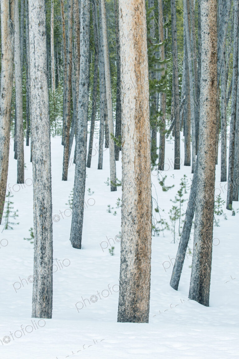 Yellowstone National Park, Lodgepole Pine Forest in the Winter, in snow.