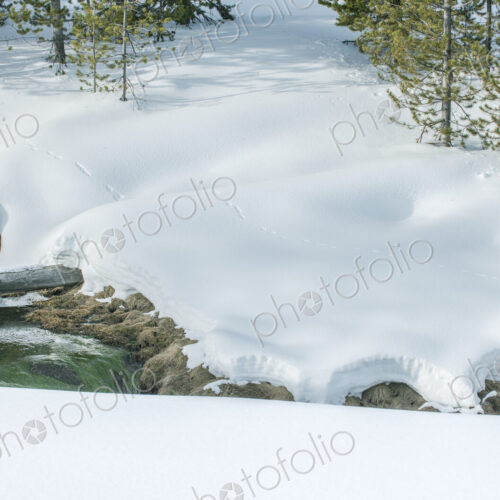 Yellowstone National Park, Obsidian Creek, animal tracks in the deep snow Yellowstone National Park, Obsidian Creek, animal tracks in the deep snow