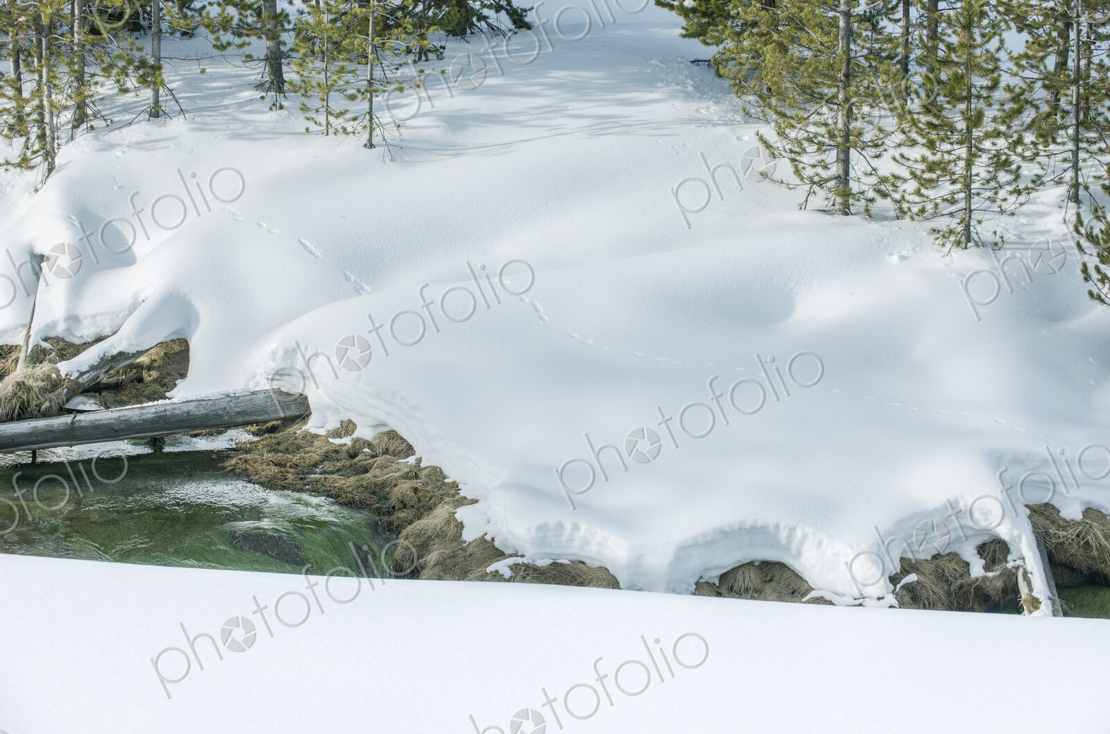 Yellowstone National Park, Obsidian Creek, animal tracks in the deep snow