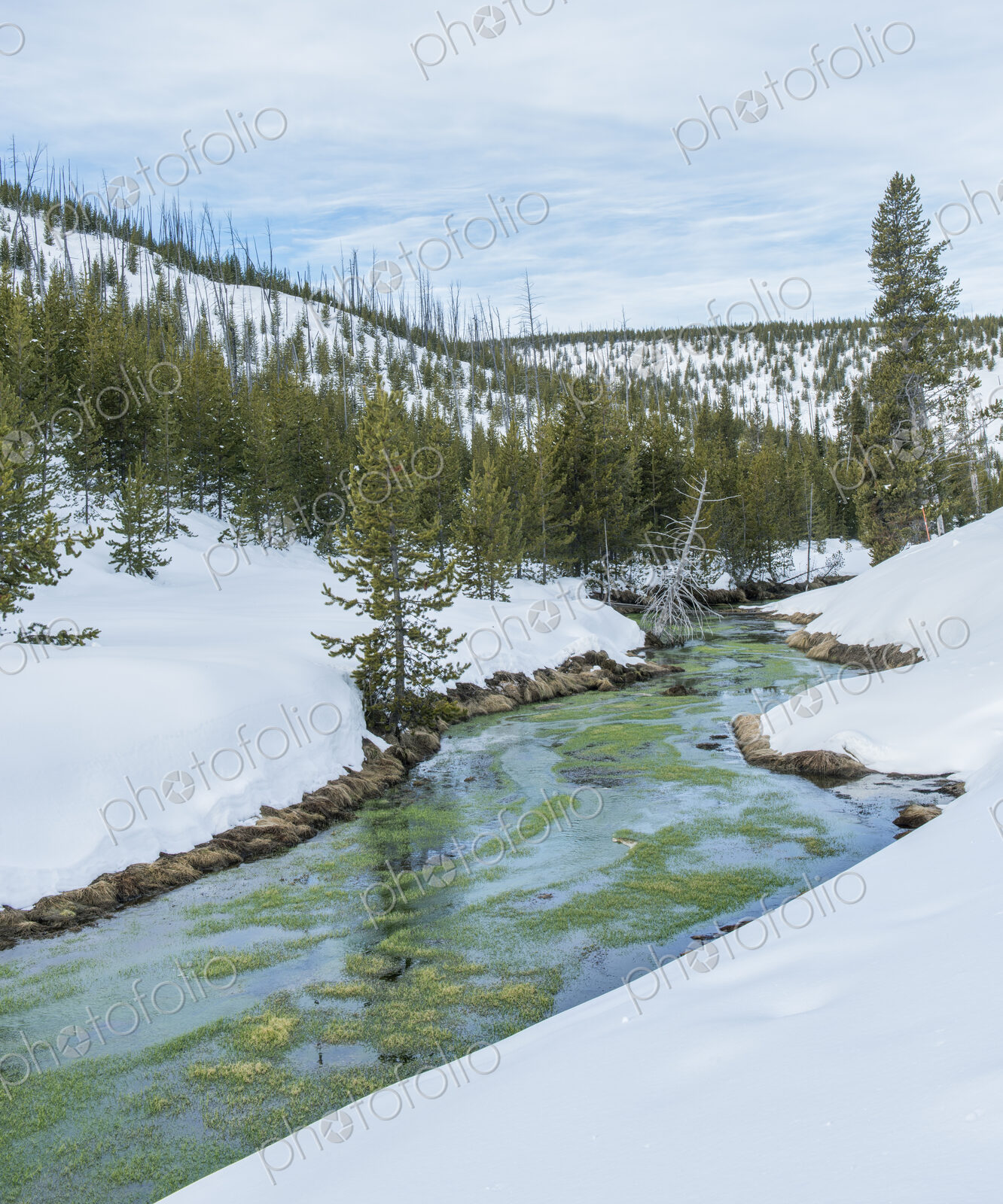 Yellowstone National Park, Obsidian Creek, snow and ice, trees on the hillside.