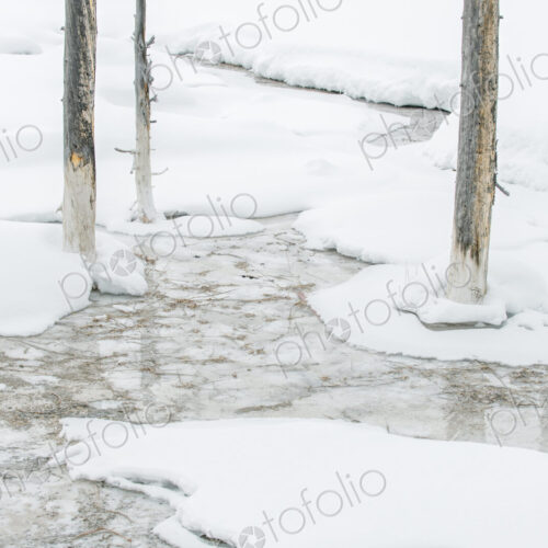 Yellowstone National Park, Snowy Bobby Socks Trees, Trees killed by the geothermal…