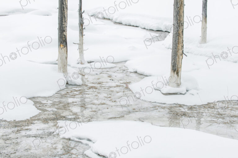 Yellowstone National Park, Snowy Bobby Socks Trees, Trees killed by the geothermal…